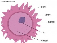 厦门三代试管中心花笙生殖分享：女性把握排卵的正确时机，让你怀孕事半功倍！