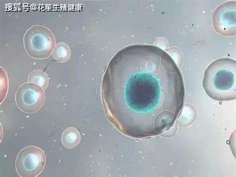 厦门三代试管机构花笙生殖分享：女性在胚胎移植前的内膜准备，主要是预备哪些呢？